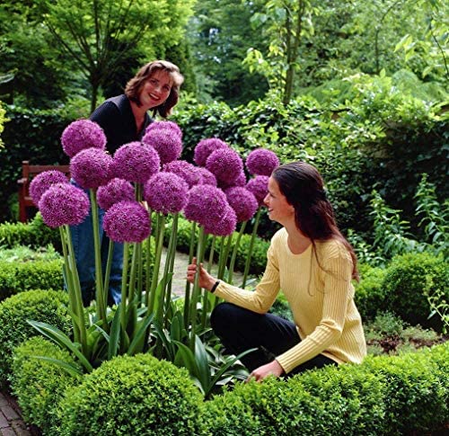 100 Purple Giant Allium Giganteum Beautiful Flower Seeds Garden Plant The Budding Rate 95% Rare Flower for Kid